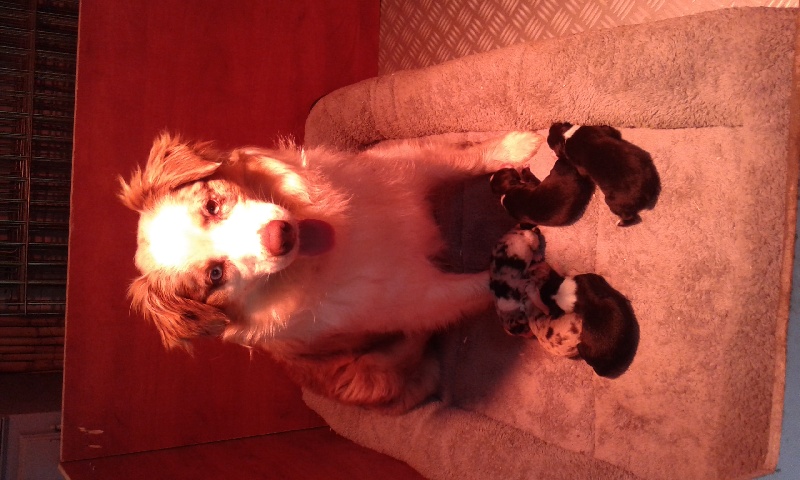 chiots 2016 INKA ET JENHA