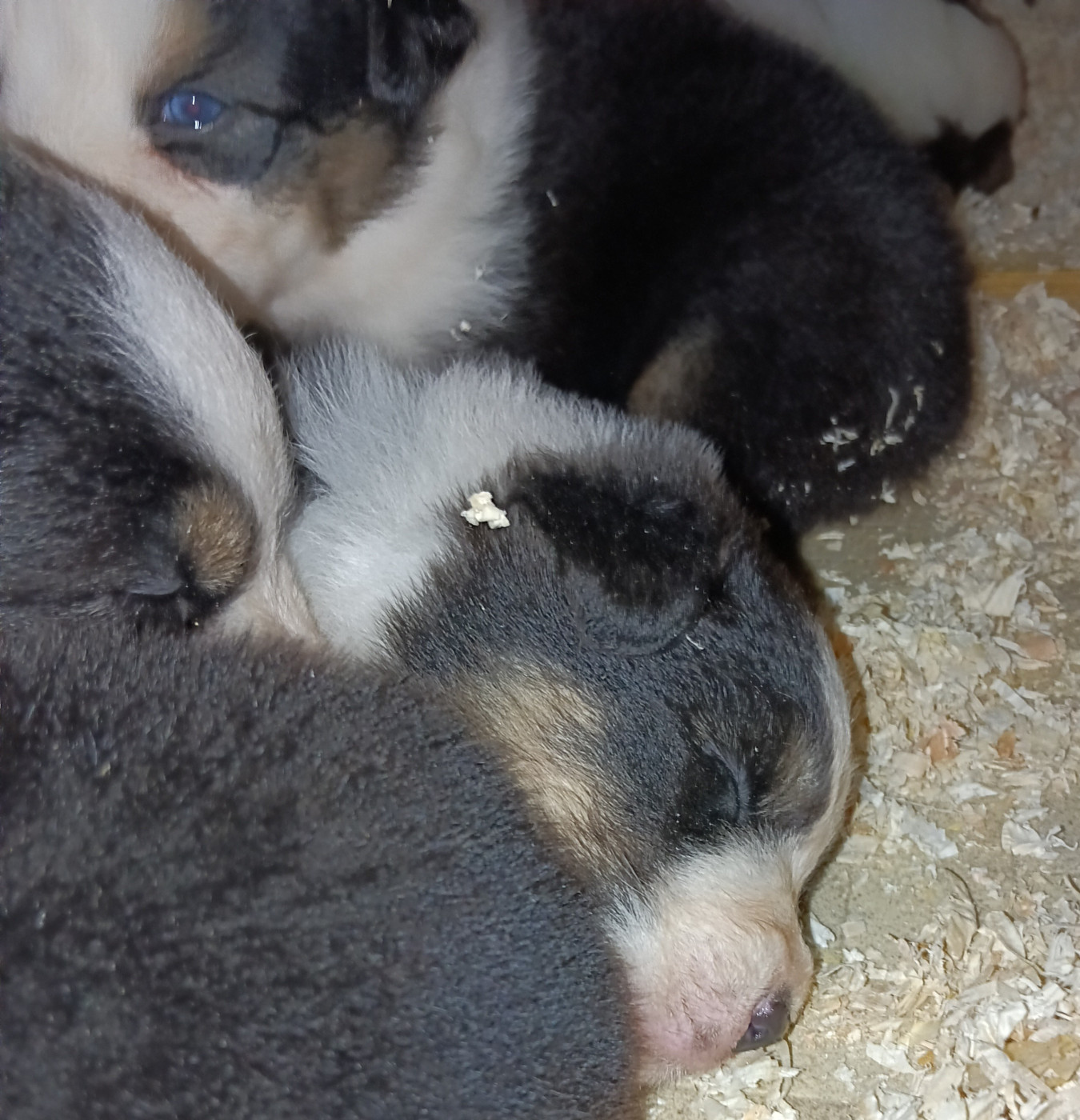 Chiot Berger Australien La Team D'élusa