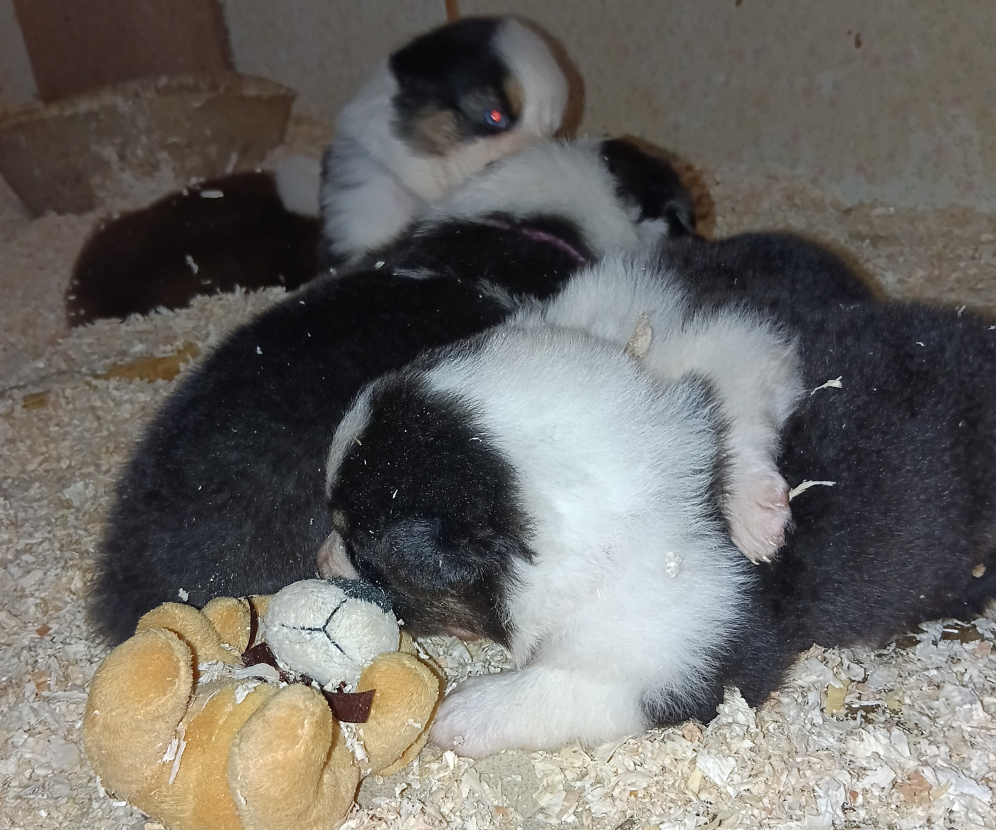 La Team D'élusa - Chiots disponibles - Berger Australien