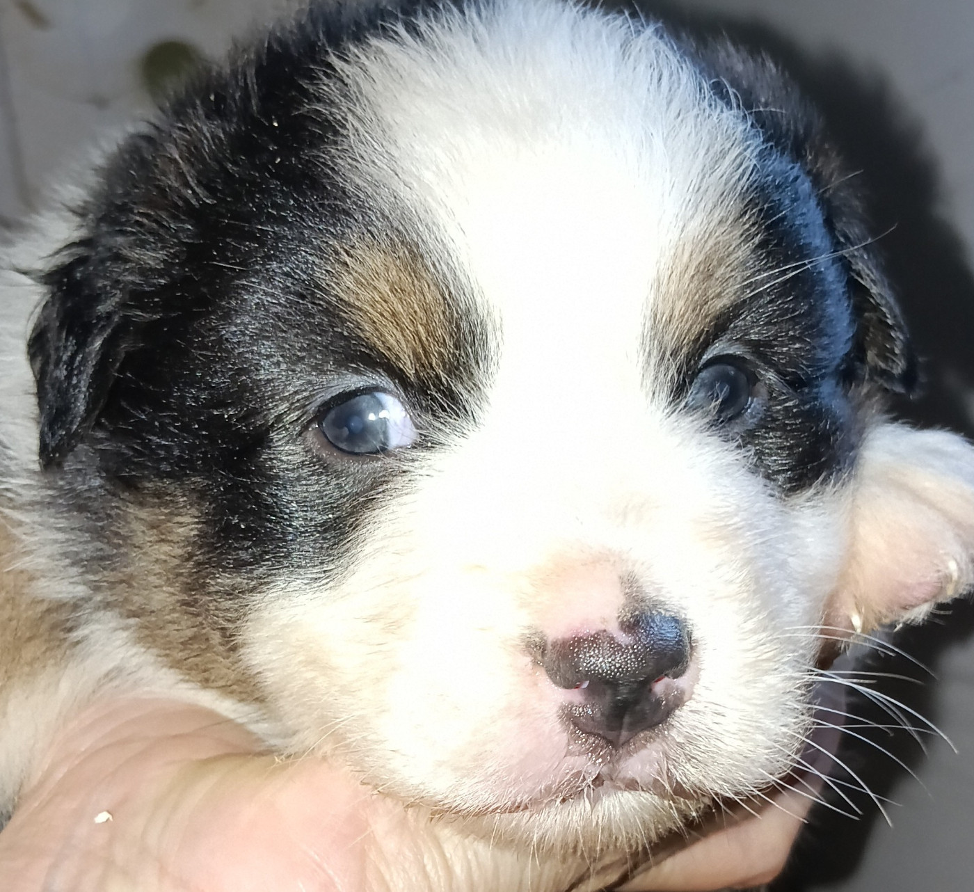 La Team D'élusa - Chiots disponibles - Berger Australien