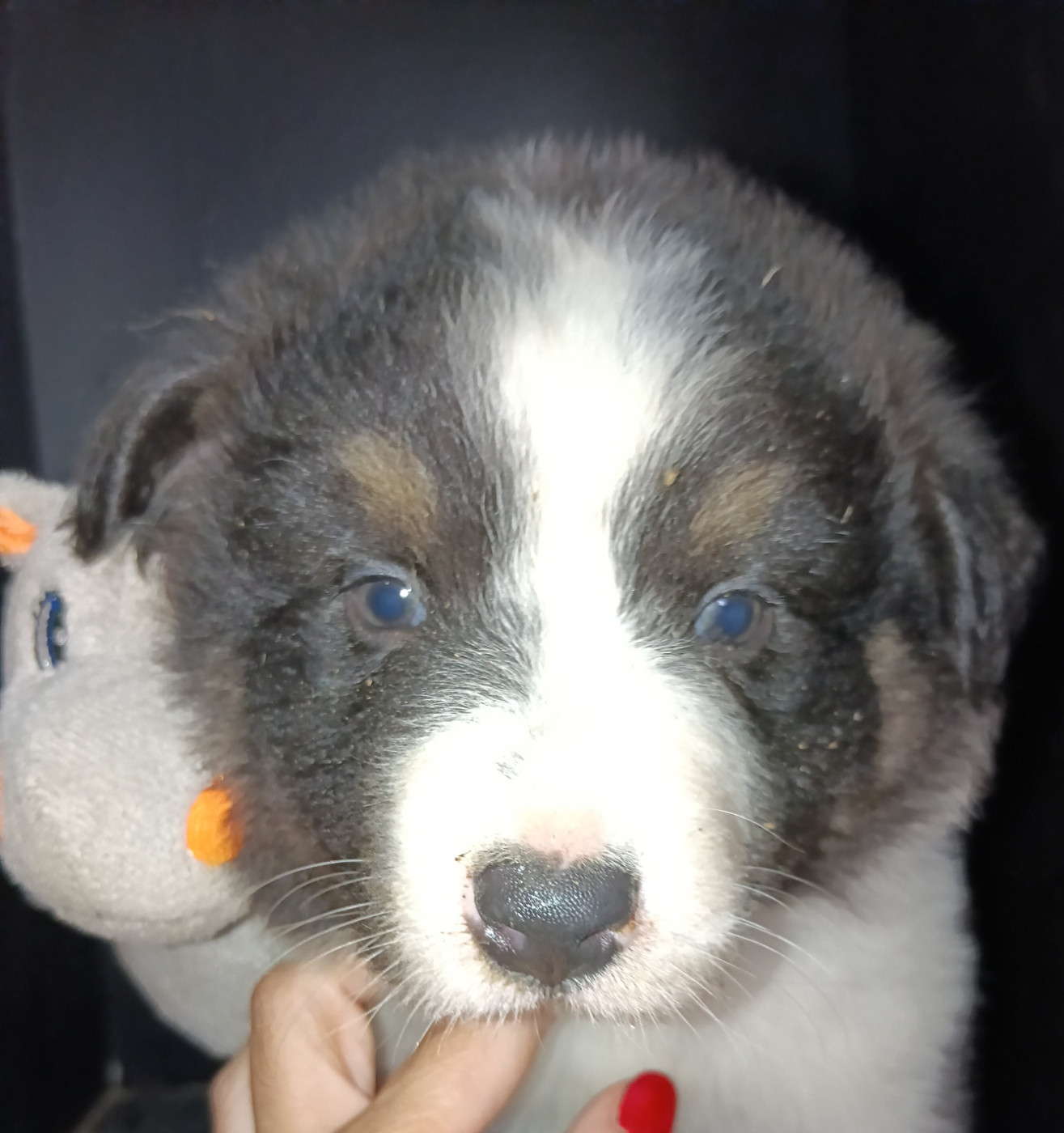 La Team D'élusa - Chiots disponibles - Berger Australien