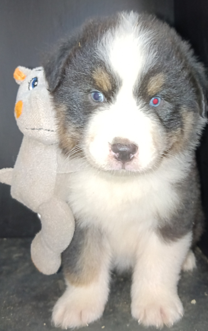 La Team D'élusa - Chiots disponibles - Berger Australien