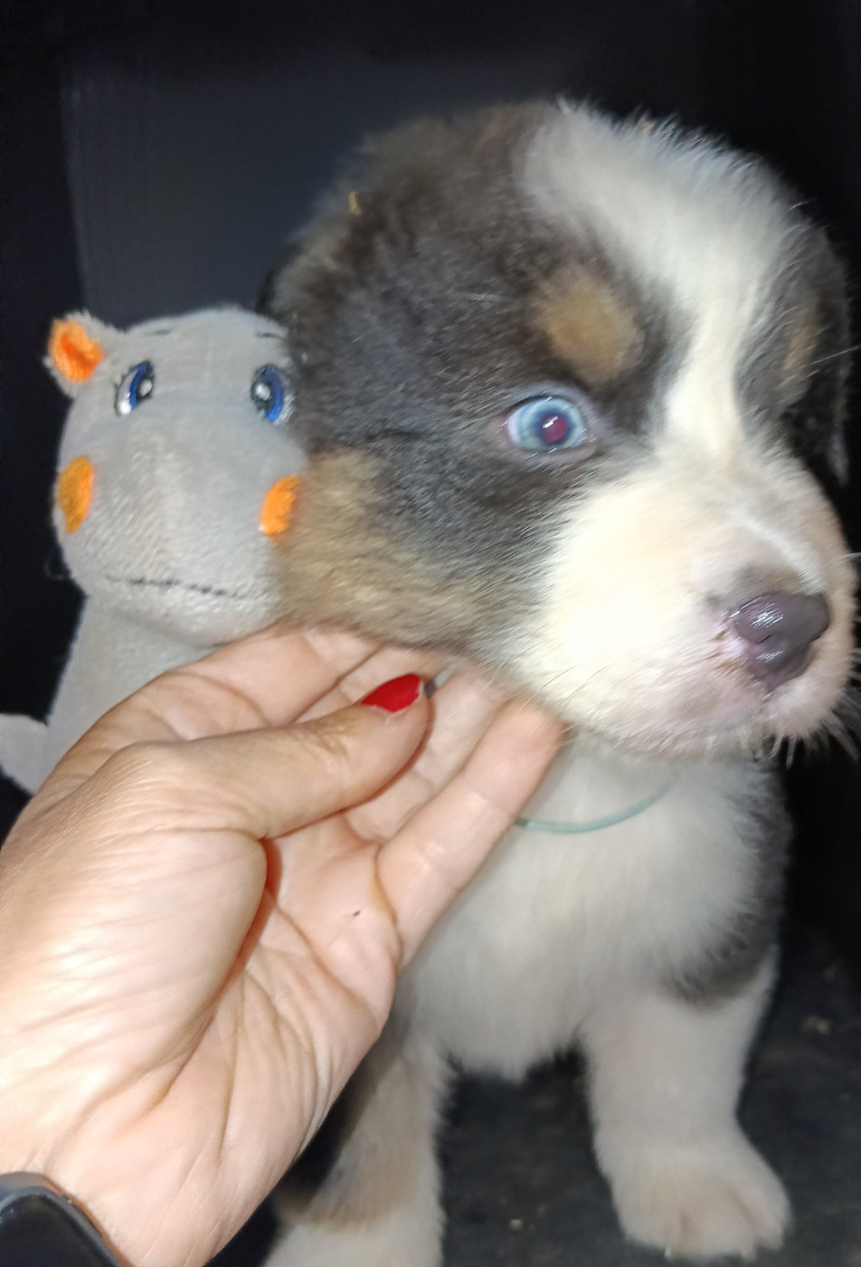 La Team D'élusa - Chiots disponibles - Berger Australien