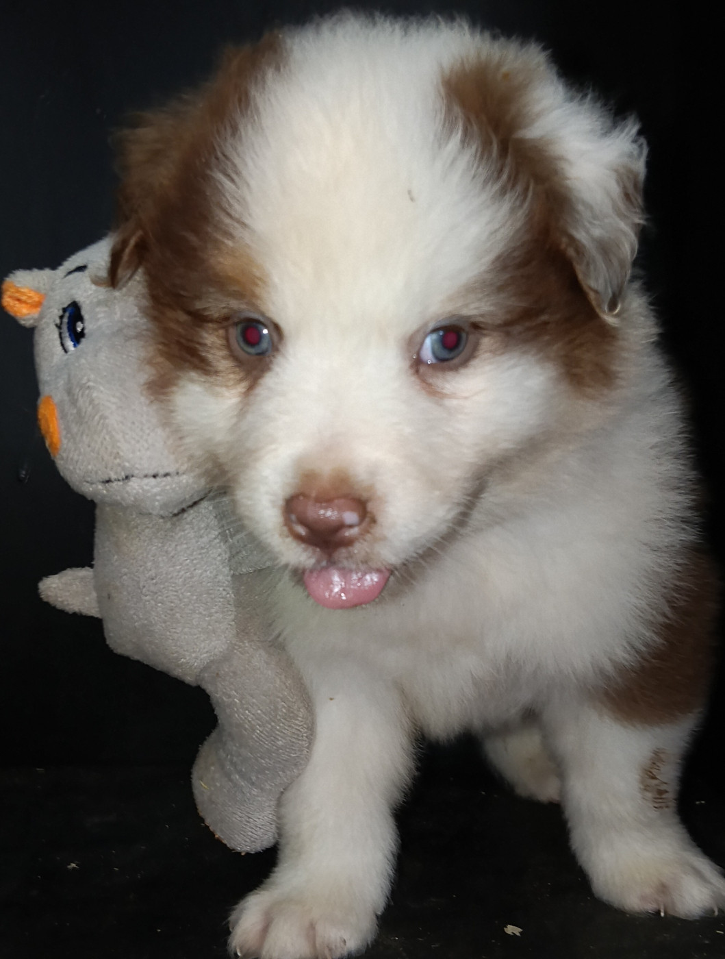 La Team D'élusa - Chiots disponibles - Berger Australien
