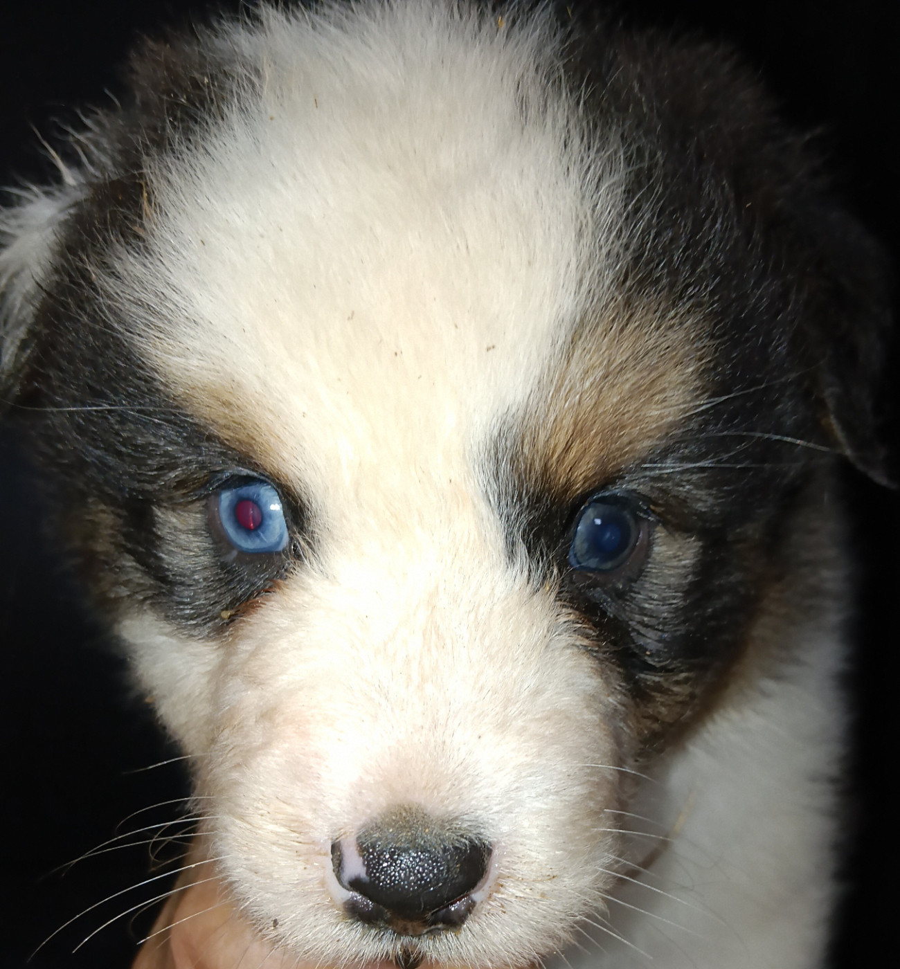 La Team D'élusa - Chiots disponibles - Berger Australien