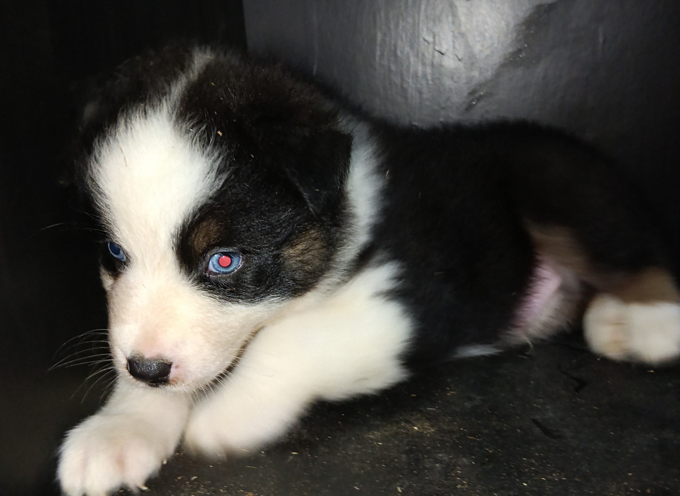 La Team D'élusa - Chiots disponibles - Berger Australien