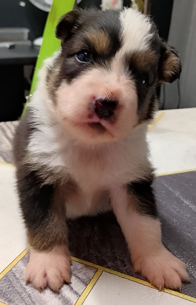 La Team D'élusa - Chiots disponibles - Berger Australien