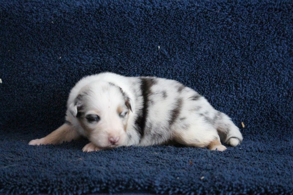 La Team D'élusa - Berger Australien - Portée née le 25/07/2020