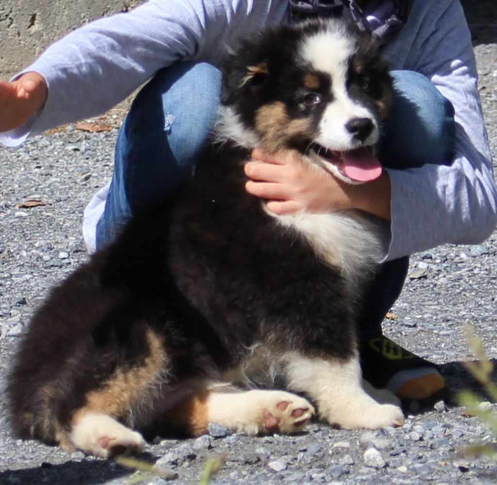 La Team D'élusa - Berger Australien - Portée née le 16/07/2020